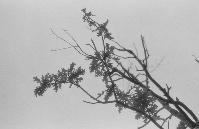 Black-and-white film photograph of an oak branch with young leaves against a pale sky